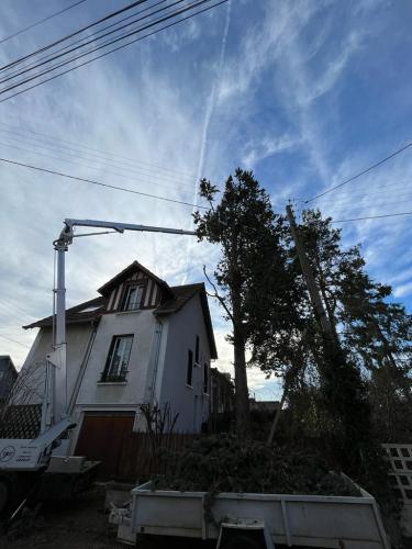 Abattage d’un conifère